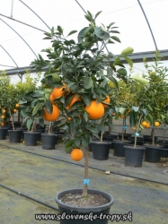 pomarančovník (Pomaranč) Pomarančovník výška 120-170 cm