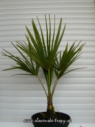 Trachycarpus fortunei -17C kmeň 7cm